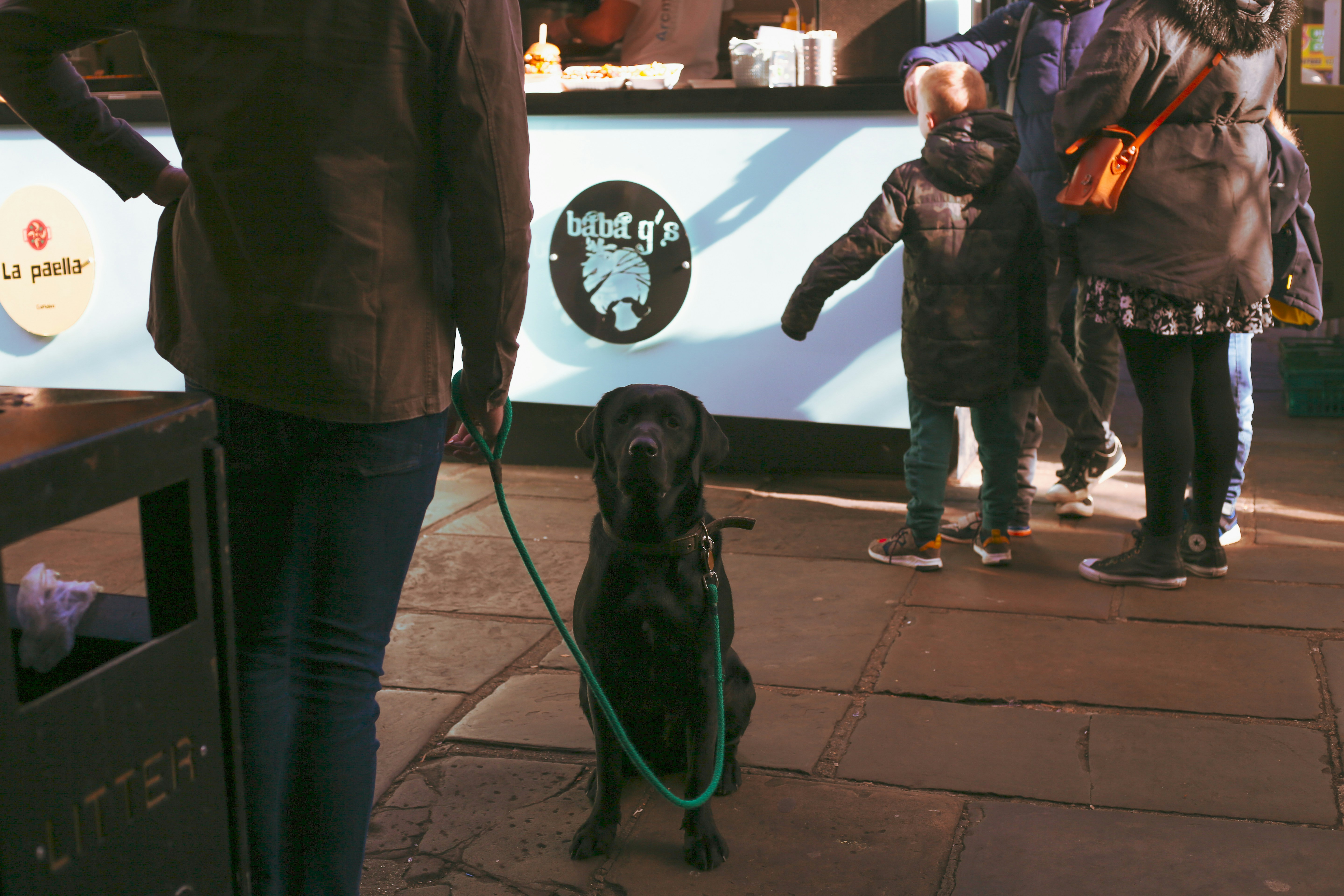 Service Dog